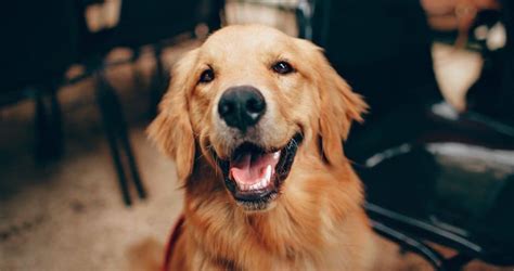 Why Are Golden Retrievers So Nice And Friendly The Factual Doggo