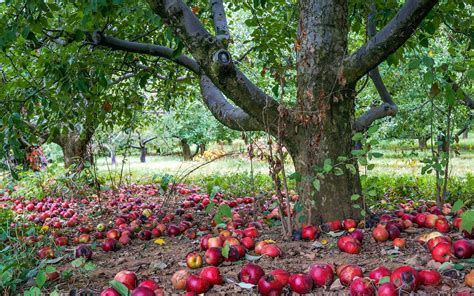 Nature Apples Trees Wallpapers Hd Desktop And Mobile