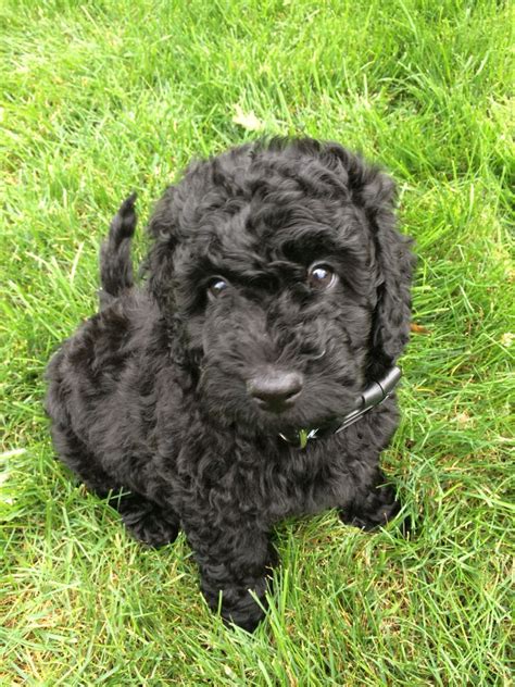 Also, credit card purchases through paypal will have a 3% convenience fee added to the deposit and total purchase price. Our mini black goldendoodle! | Goldendoodle, Goldendoodle ...