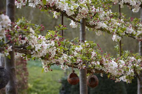 Landscaping 101 Pleached Trees Gardenista