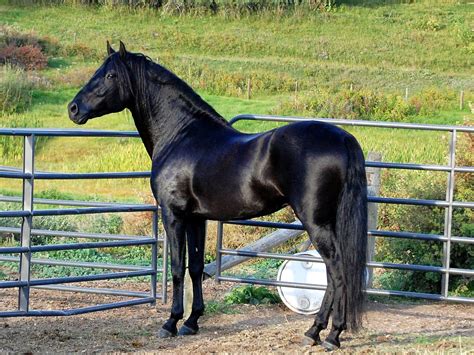 Animals Picture Black Horse Pictures 7