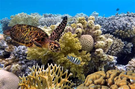 The united nations educational, scientific and cultural organization says the world's biggest coral reef system should be placed on the list at the. Touren Great Barrier Reef: Tolle Ausflüge - In Australien