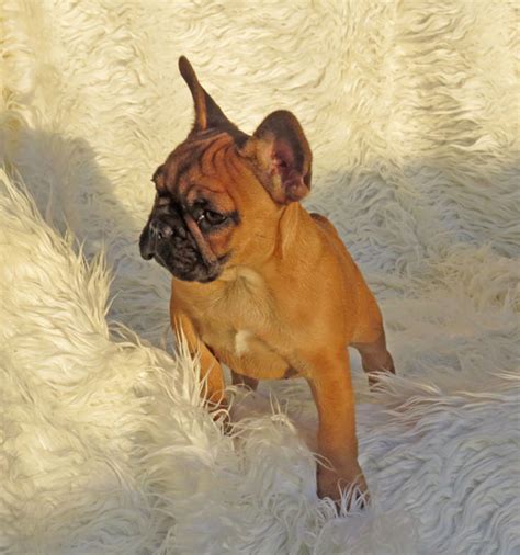 If your looking for french dog names for your french bulldog, mastiff, poodle, or just and of course, last but not least, only a name from france would do for the french poodle. Female Red Fawn French Bulldog Puppy 2 | French Bulldogs ...