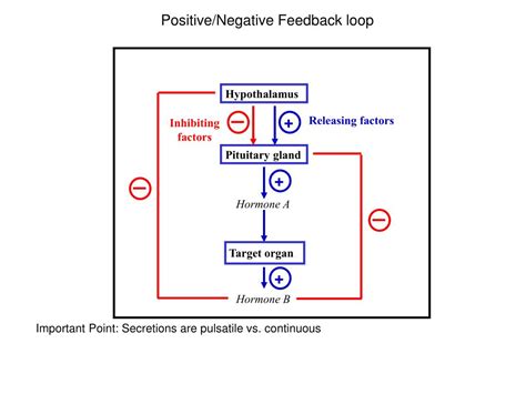 Ppt Positivenegative Feedback Loop Powerpoint Presentation Free