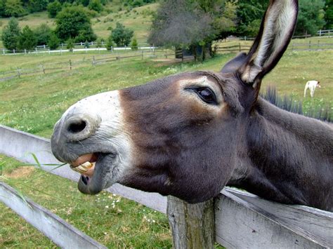 Donkey Fence Nature · Free Photo On Pixabay