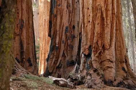 Giant Sequoias Sequoia And Kings Canyon National Parks Us National