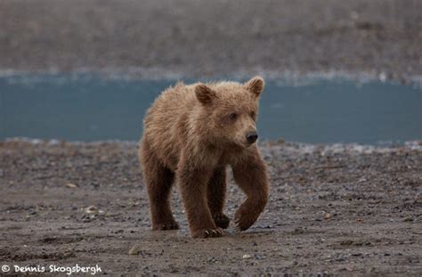 6875 Kodiak Bear Cub Katmai National Park Alaska Dennis Skogsbergh