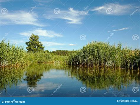 Wild Dense Reeds On The Lake In Summer Stock Photo Image Of Nature