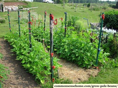 Grow Pole Beans With This Easy Trellis System