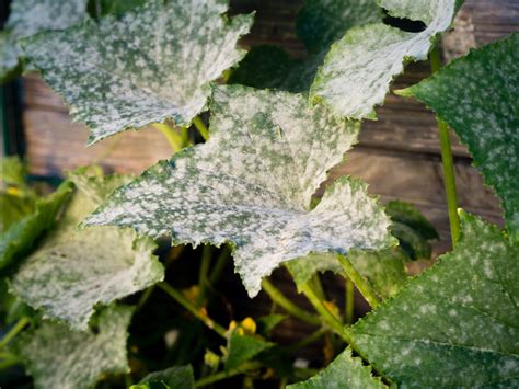 Causes Of Cucumber Leaves Turning White Read A Topic Today