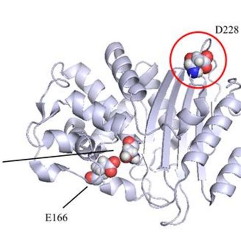 Ribbon Representation Of The Kpc 3 Enzyme Molecular Modelling Was