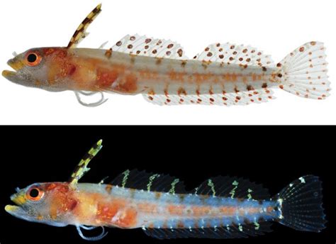 New Fish Species Discovered Off Coast Of Southern Caribbean Practical
