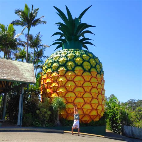 The Big Pineapple Woombye Qld Land Of The Bigs
