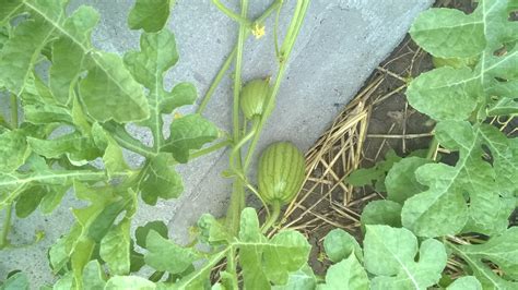 Watermelon Growing General Gardening Growing Fruit