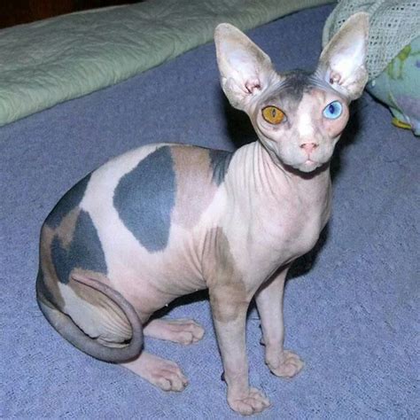 Two Colored Eyes And Calico Hairless Cat Cat Breeds Sphynx Cat