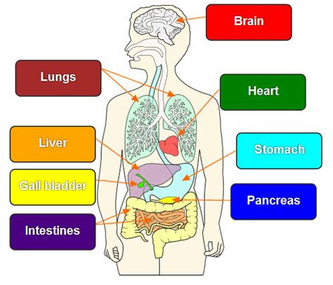 Human Body Diagram Quizlet