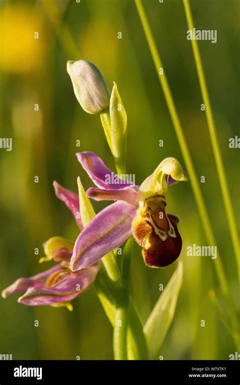 Bee Orchid Ophrys Apifera Close Up Of Flower Showing Bee Mimicry To Attract Pollinators