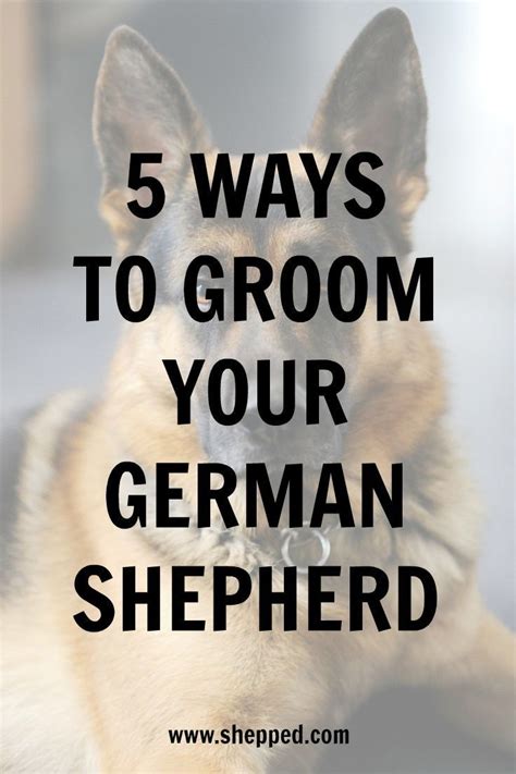 5 Ways To Groom Your Germanshepherd The German Shepherd Dog Is One