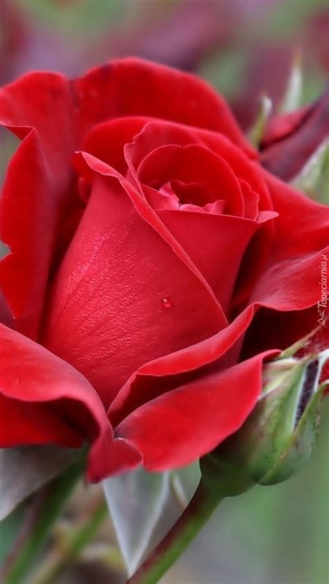 319 Best Rosas Rojas Images On Pinterest Red Roses Blossoms And Flowers