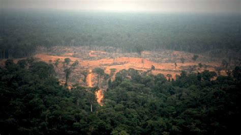 Activists Warn Of Industrial Palm Oil Expansion In Congo Rainforest