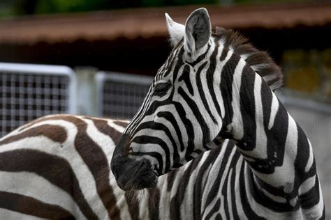 Die Xi Nacht Der Zoos Findet Am Letzten Augustwochenende Statt