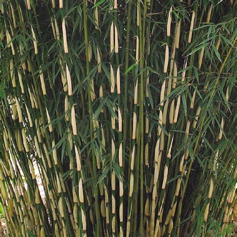 FARGESIA robusta Wolong Bambou non traçant Fargesia robusta Big