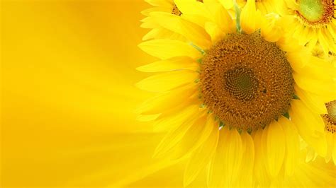 Closeup View Of Yellow Sunflower Hd Yellow Wallpapers Hd Wallpapers