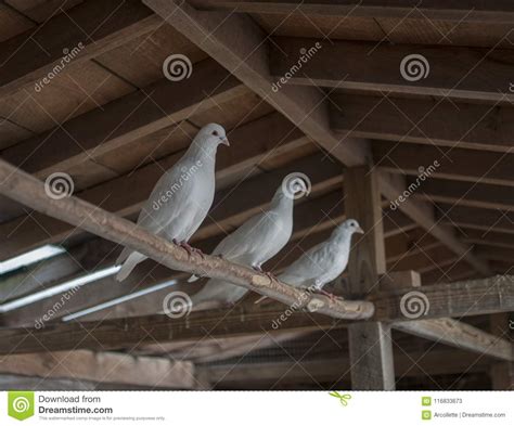 Three White Pigeons Stock Image Image Of Pigeons Ceiling 116833673