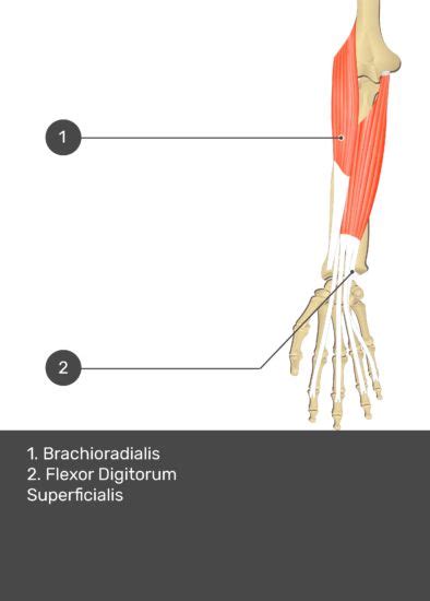 Brachioradialis Muscle Attachments Action Innervation