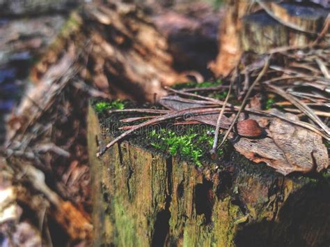 Green Moss On An Old Tree Stump Stock Image Image Of Little Colours
