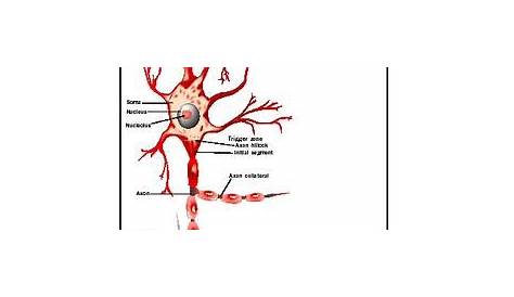 Neuron - Biology Encyclopedia - cells, body, function, human, process