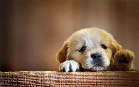 Cute Sad Puppies