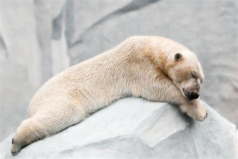Sleeping Polar Bear Stock Photo Image Of Relaxation 33000578