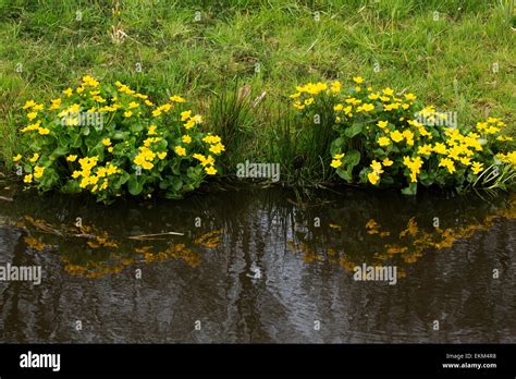 Marsh Marigold Caltha Palustris Growing Along A Ditch Stock Photo Alamy