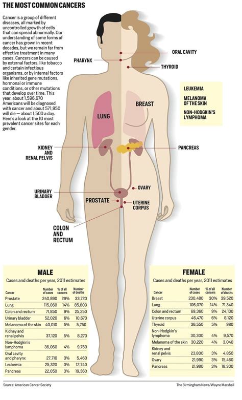 Most Common Kinds Of Cancer In Men And Women A Full Body Graphic