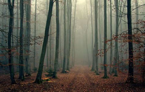 Wallpaper Autumn Forest Trees Branches Fog Foliage Wood Foggy