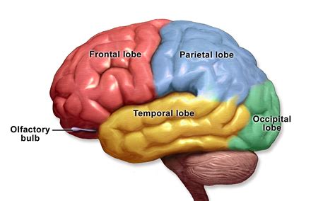 What Is Frontotemporal Dementia Cambridge Centre For Frontotemporal