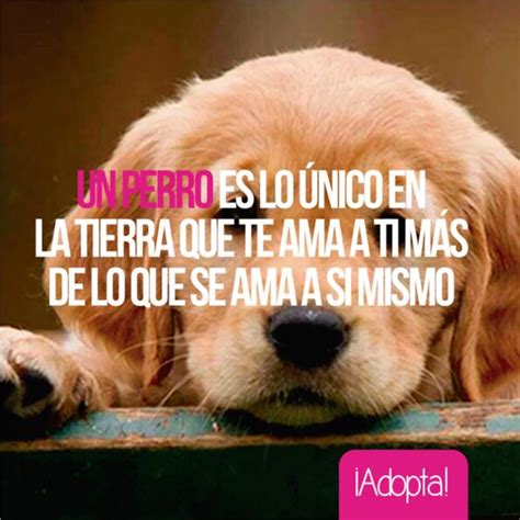 Imágenes De Perros Con Frases Cortas De Amor Para Descargar Gratis