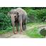 Judge May Visit Happy The Elephant Before Sanctuary Decision