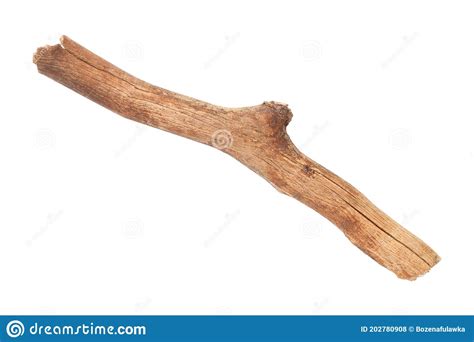 Dry Tree Branch Isolated Over White Background Stock Photo Image Of