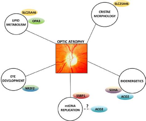 Additional Pathways Involved In Optic Atrophy Schematic Representation Download Scientific