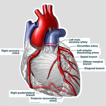 Thoracic aorta, abdominal aorta, iliac arteries veins: BodyPartChart Heart and Coronary Arteries - Anatomical Charts