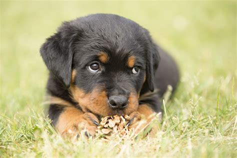The dogs were known in german as rottweiler metzgerhund, meaning rottweil butchers' dogs, because their main use was to herd livestock and pull carts laden with butchered meat to market. Socialisatie en opvoeding van een Rottweiler pup