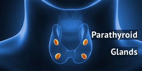 All You Need To Know About Hypercalcemia And Traditional Parathyroid