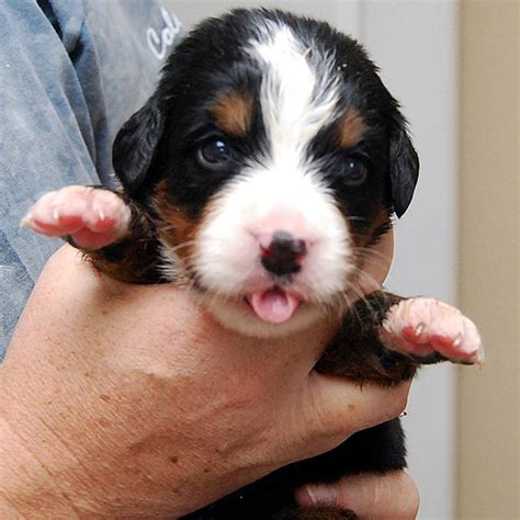 These Pictures Of Bernese Mountain Dog Puppies Lead