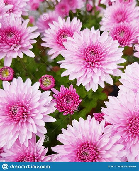 Background Of Pink Chrysanthemums Flowers Beautiful Big Blossoms