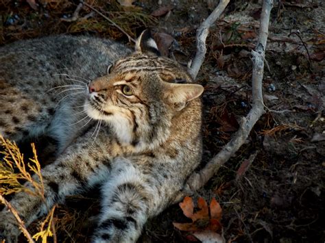 Bobcat Outdoor Alabama