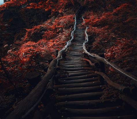 Landscape Nature Path Dark Trees Fall Shrubs Red