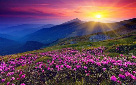 Free Download Purple Flowers Sunset Photography Wallpaper Landscape