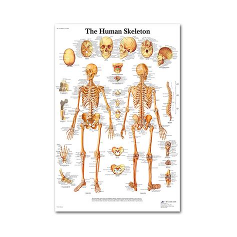Buy Vxhohdoxs Anatomical Set Laminated Muscular Skeletal